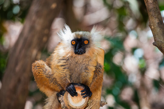 Blue eyed lemur on tree in forest