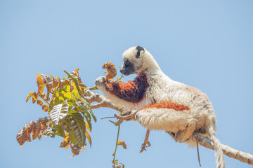 Obraz premium Endangered Coquerel Sifaka Lemur Propithecus coquereli Madagascar