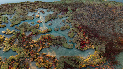 An amazing overhead drone shot of a shallow lagoon with a complex network of water paths weaving through a dense carpet of brown and green marine flora creating a natural maze