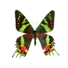 butterfly Sunset Moth Urania ripheus Madagascar isolated on transparent background. Multicolored wings of a tropical butterfly