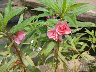 Pink Impatiens balsamina plant with toothed green leaves outdoors