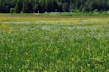 Seefeld in Östereich