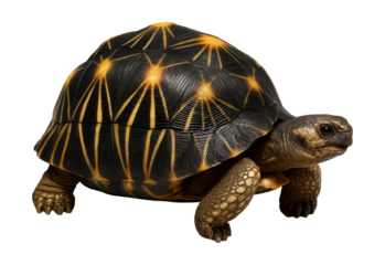 Radiated tortoise featuring starry yellow patterns on a dark, rounded shell.