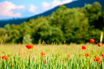 mountain landscape with red poppy flowers blooming on the green rural field. beautiful agricultural countryside of ukraine with forested hills on summer evening. blurred background narrow view
