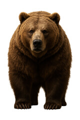 Fototapeta premium Large bear with broad shoulders and a shaggy brown coat, shown from the front.