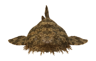 Wobbegong shark featuring a wide, flat body and intricate, camouflaged design.