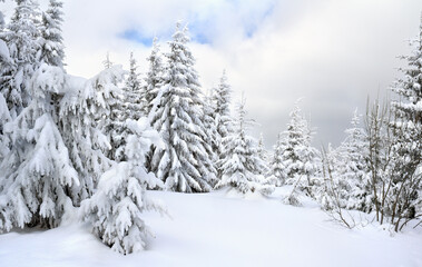 Obraz premium Winter landscape of snowy Carpathian mountains and spruce forest after a blizzard