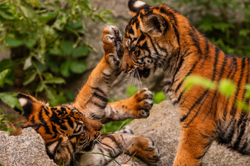 Sumatran tiger family with two little cubs