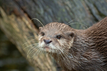 Asian small clawed otter Amblonyx cinerea, small clawed otter