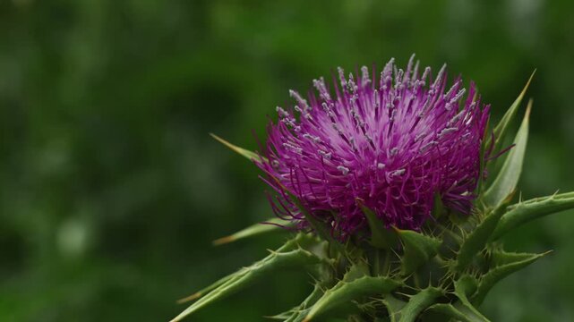 Milk thistle weed flower head, closeup. Purple flowering Saint Mary's thistle (Silybum marianum) or Cardus marianus uncultivated plant. 4K.
