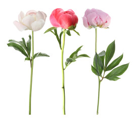 Obraz premium Three peony flowers isolated on white, set