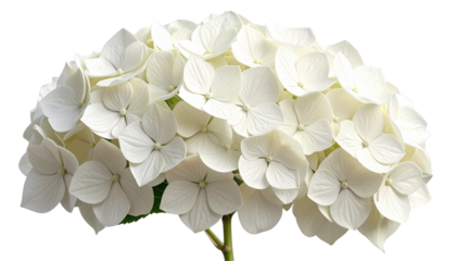  White Hydrangea Arborescens Plant – Decorative Shrub PNG Isolated