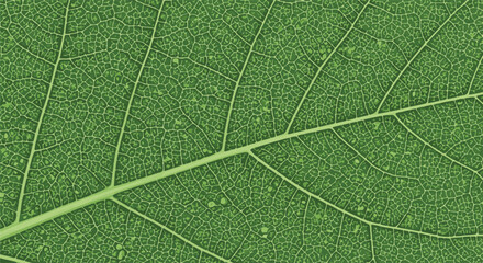 An intricately detailed close-up shot of a vibrant green leaf, showcasing its delicate veins and textured surface.