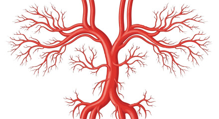 A detailed illustration of a complex branching artery system in vibrant red hue, showcasing the intricate network vital for life. 