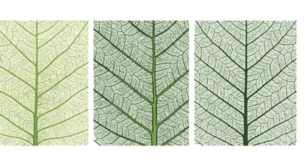A close-up view of delicate leaf skeletons reveals intricate patterns and structures in a studio, showing the beauty of botanical specimens.