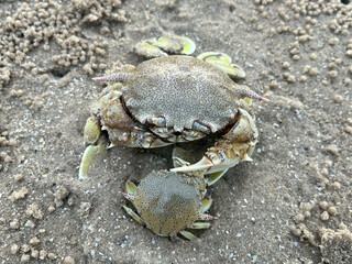 crab on the beach
