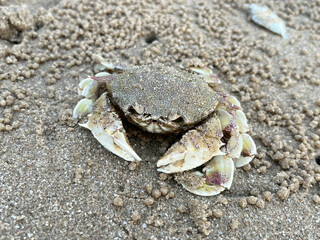 crab on the beach