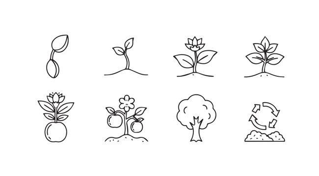 Hand drawn icons representing plant growth stages from seedling to mature tree and plant vector