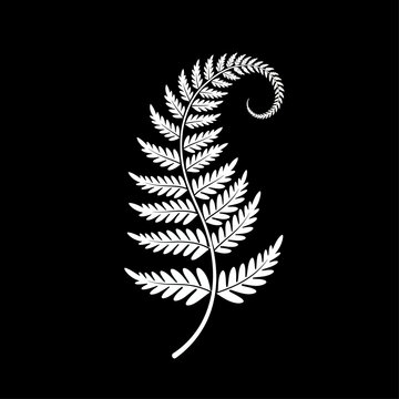Stylized White Fern Frond Illustration with Spiral Tip on Black Background