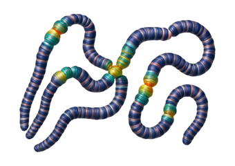 Polytene chromosome map of Drosophila showing distinct puffs and bands.