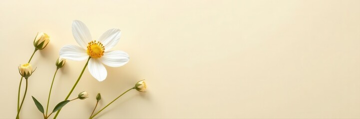 Fototapeta premium Delicate white wildflower, beige backdrop Minimalist floral design , minimal, elegant, image