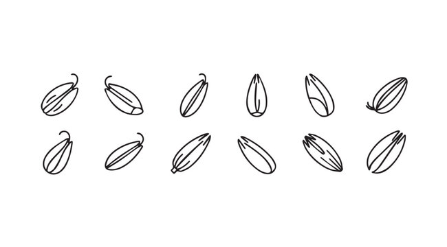 Collection of hand drawn sunflower seeds in different orientations artistic sketch style isolated on white vector