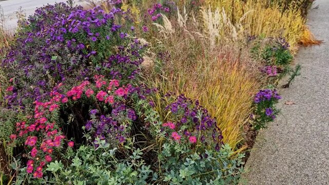 autumn flowerbed with perennials and grasses in a square with black stone cobblestone tiles, granite curbs autumn purple white and yellow asters and ornamental grasses with sage in a city park
