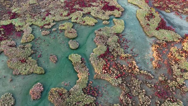 Spectacular overhead drone shot capturing abstract natural patterns of vivid red and green marshland vegetation intertwined with shallow turquoise lake water channels in a pristine wetland environment