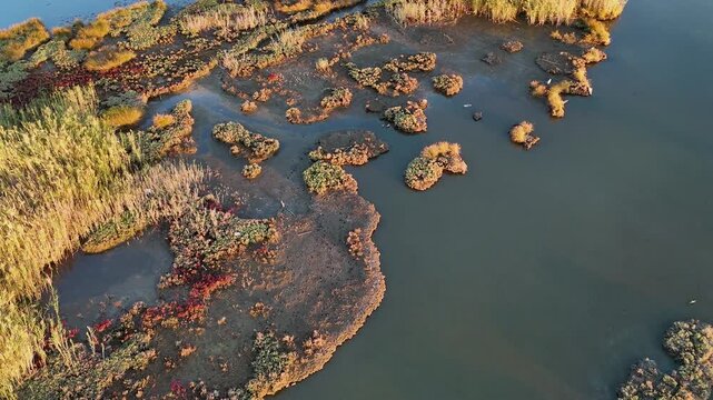 Aerial view of a serene lake coastline featuring vibrant green reeds and scattered patches of brownish aquatic vegetation resting in shallow dark water during golden hour sunlight