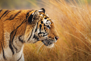 Majestic Tiger in Tall Grass
