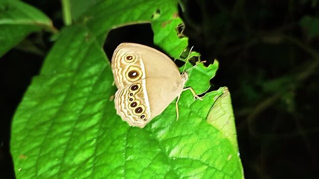 Junonia atlites butterfly resting on green leaf in natural environment