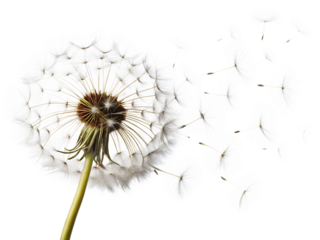 Dandelion Blowing in Wind on White Background  ,PNG. AI Generated