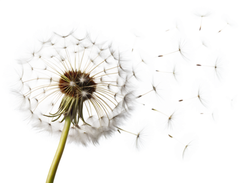 Dandelion Blowing in Wind on White Background  ,PNG. AI Generated