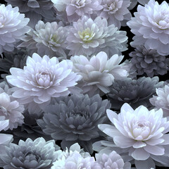 Obraz premium Seamless pattern of white and gray dahlia flowers on a dark background. Elegant floral design for textile, wallpaper, and fabric.