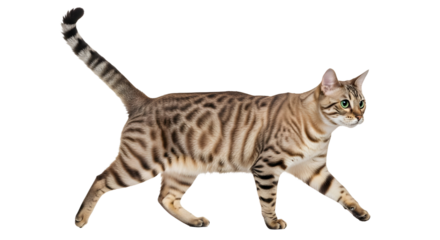 isolated cat png