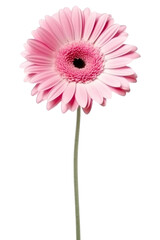 PNG Pink gerbera flower petal daisy.