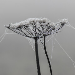 Cobwebs on cow parsley seed head on misty autumn morning