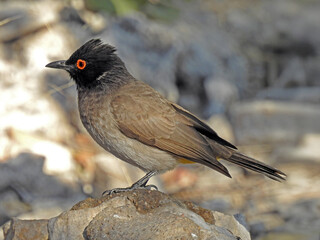 Black fronted bulbul