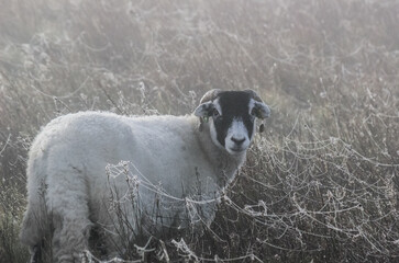 Swaledale ewe on cobweb covered moorland in autumn