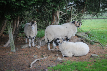 Three Swaledale rams resting under a tree