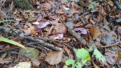 vibrant purple wood blewit mushrooms growing among damp autumn forest leaves