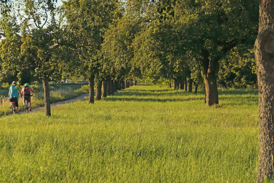 Birnb&auml;ume