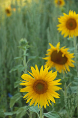 Obraz premium Sonnenblumen