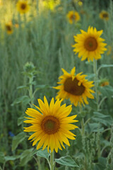 Sonnenblumen