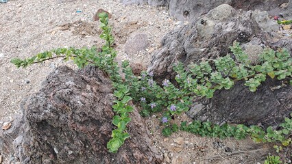 close-up of delicate purple flowers of vitex rotundifolia (beach vitex) on rocks
