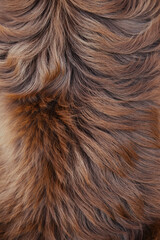 Close-up texture of Australian Shepherd dog fur in Red Tricolor (brown and red tones). Detailed, soft, wavy, luxurious coat abstract background