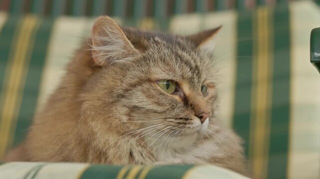 A fluffy cat with green eyes lounges comfortably on a couch featuring a green and yellow pattern.