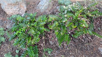 dense green foliage of polystichum polyblepharum (korean tassel fern) growing on the coastal forest floor