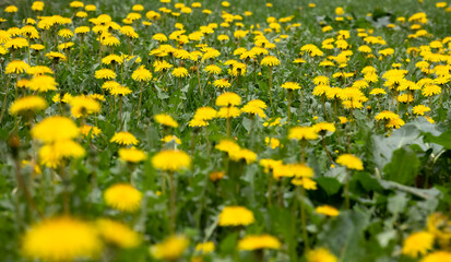 Very beautiful flowers