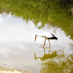 Very beautiful animals